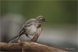 <p>KONIPAS BÍLÝ (Motacilla alba) /White wagtail - Bachstelze/</p>